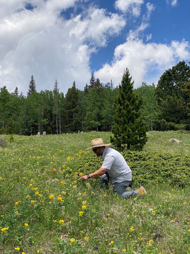 A man kneels among a group of yellow flowers