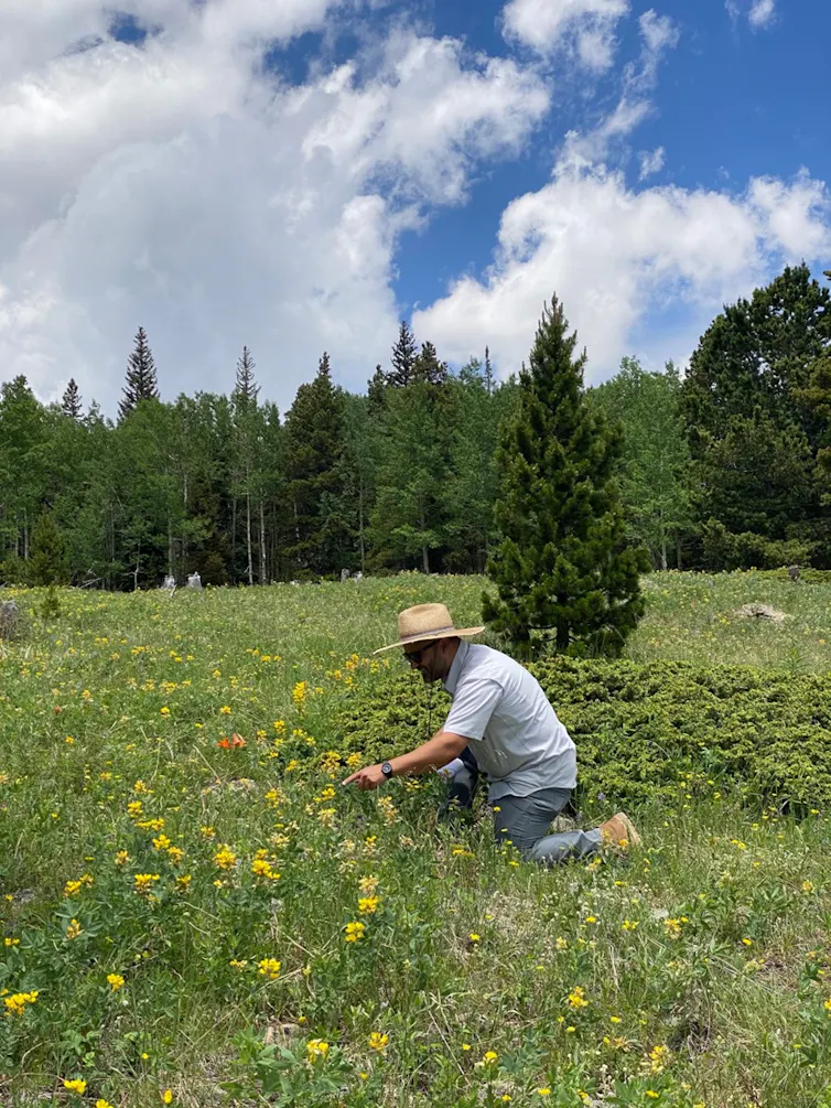A man kneels among a group of yellow flowers