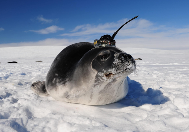 A seal with a tag attached to its head.