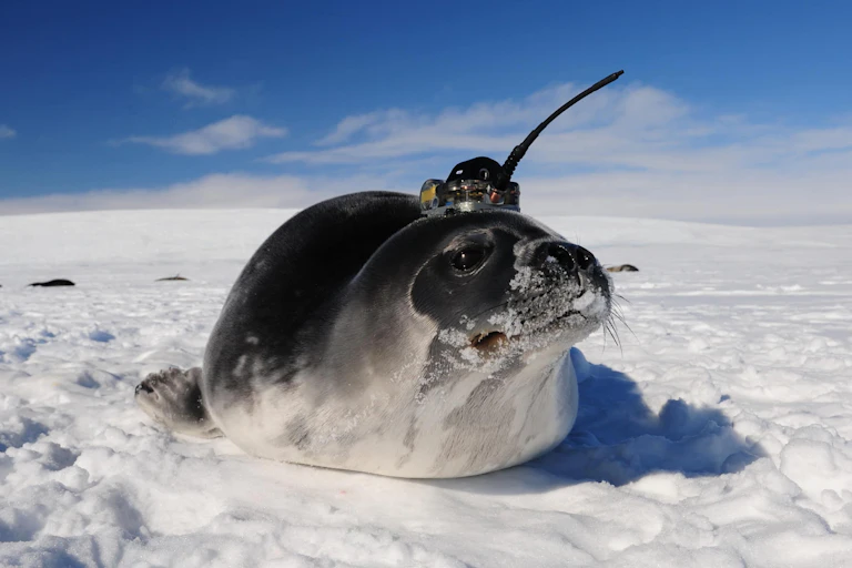 A seal with a tag attached to its head.