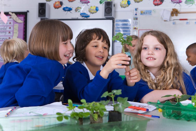 Three primary students examine seedlings at a desk.