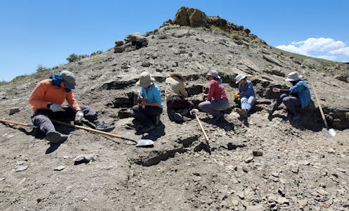 How can I become a palaeontologist? 5 tips from a professional fossil hunter