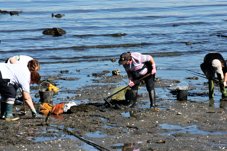 Mariscadoras en el estuario de Ferrol (Galicia).