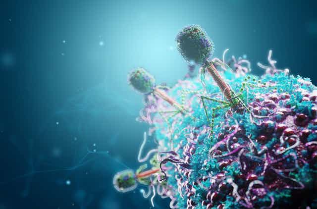 Bacteriophages infecting bacteria.
