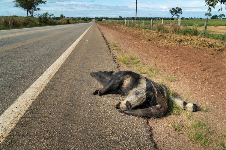 A dead giant anteater at the side of a road.
