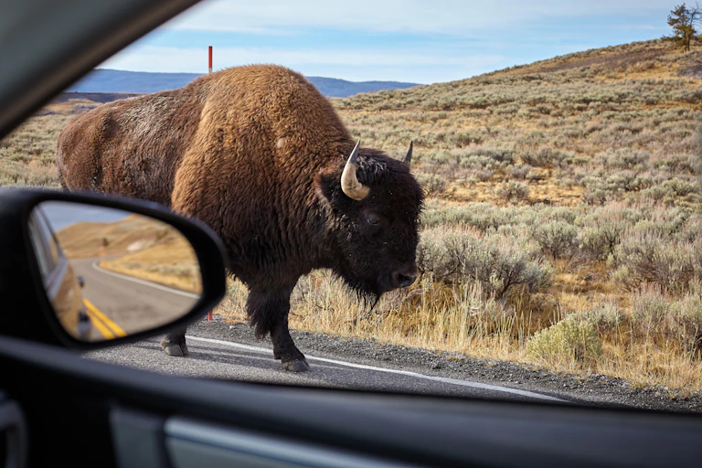 A bison seen from a car window strolling down the road.