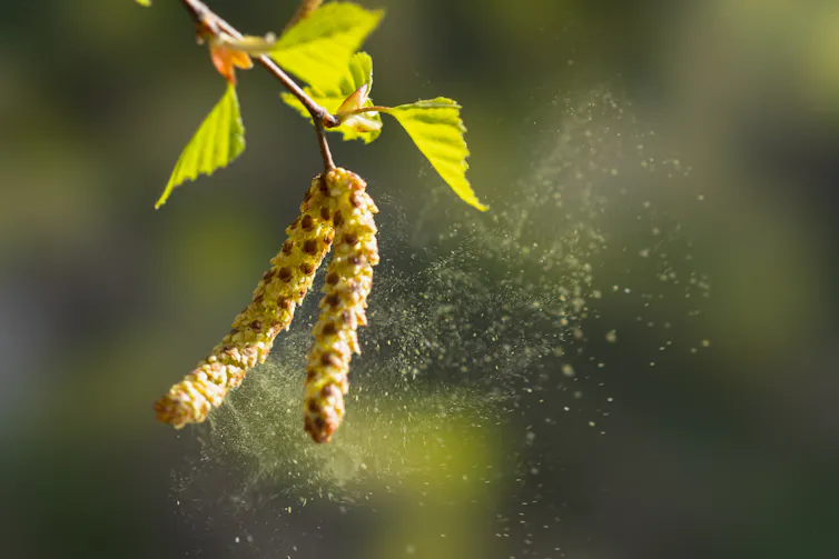 Pollen blown from tree