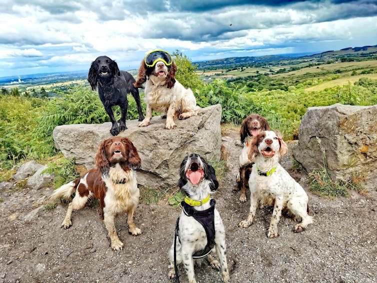 Six spaniels sitting on rocky ground, looking at camera, opne with special goggles on. Countryside in background.
