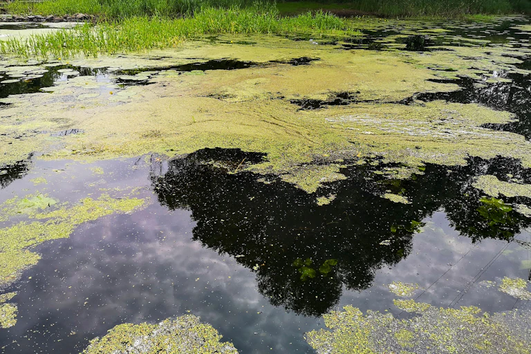 A green algae bloom covers the dark waters of a eutrophic lake.