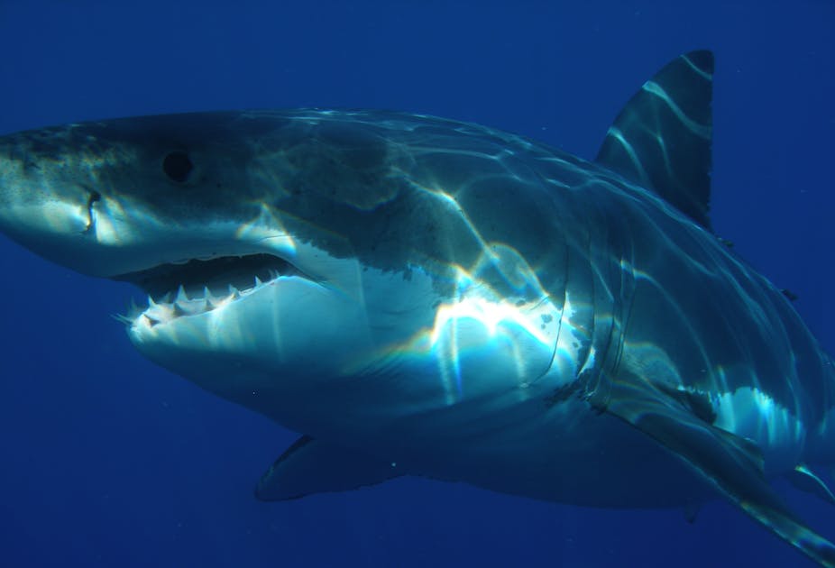 Response To The Latest Shark Bite Is Fuelled By Myth And Retribution Response To The Latest Shark Bite Is Fuelled By Myth And Retribution