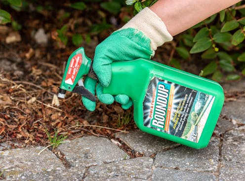 Federal Court finds insufficient evidence Roundup weedkiller causes cancer. What does the science say?