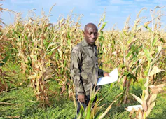 An agricultural economist stands in a field of healthy looking maize that is about 6 feet tall