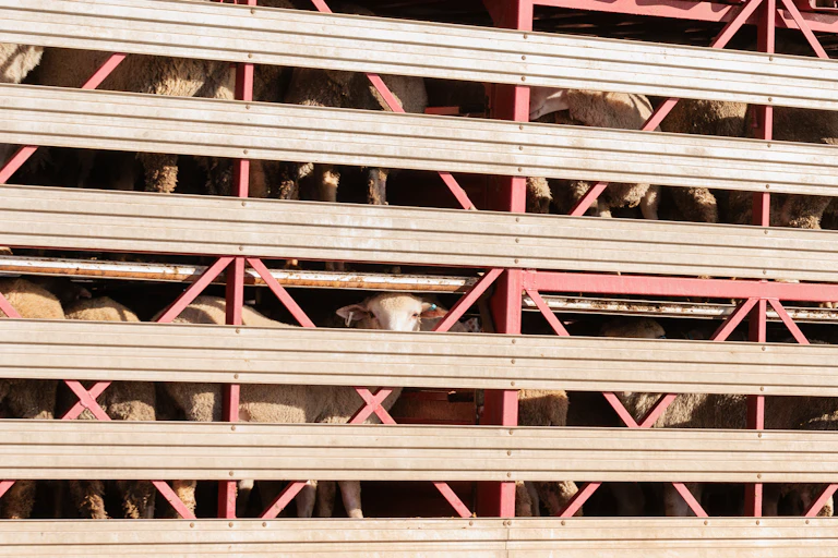 Sheep in a truck, after being disembarked from the MV Bahijah at the Port of Fremantle in Perth, Monday, February 12, 2024