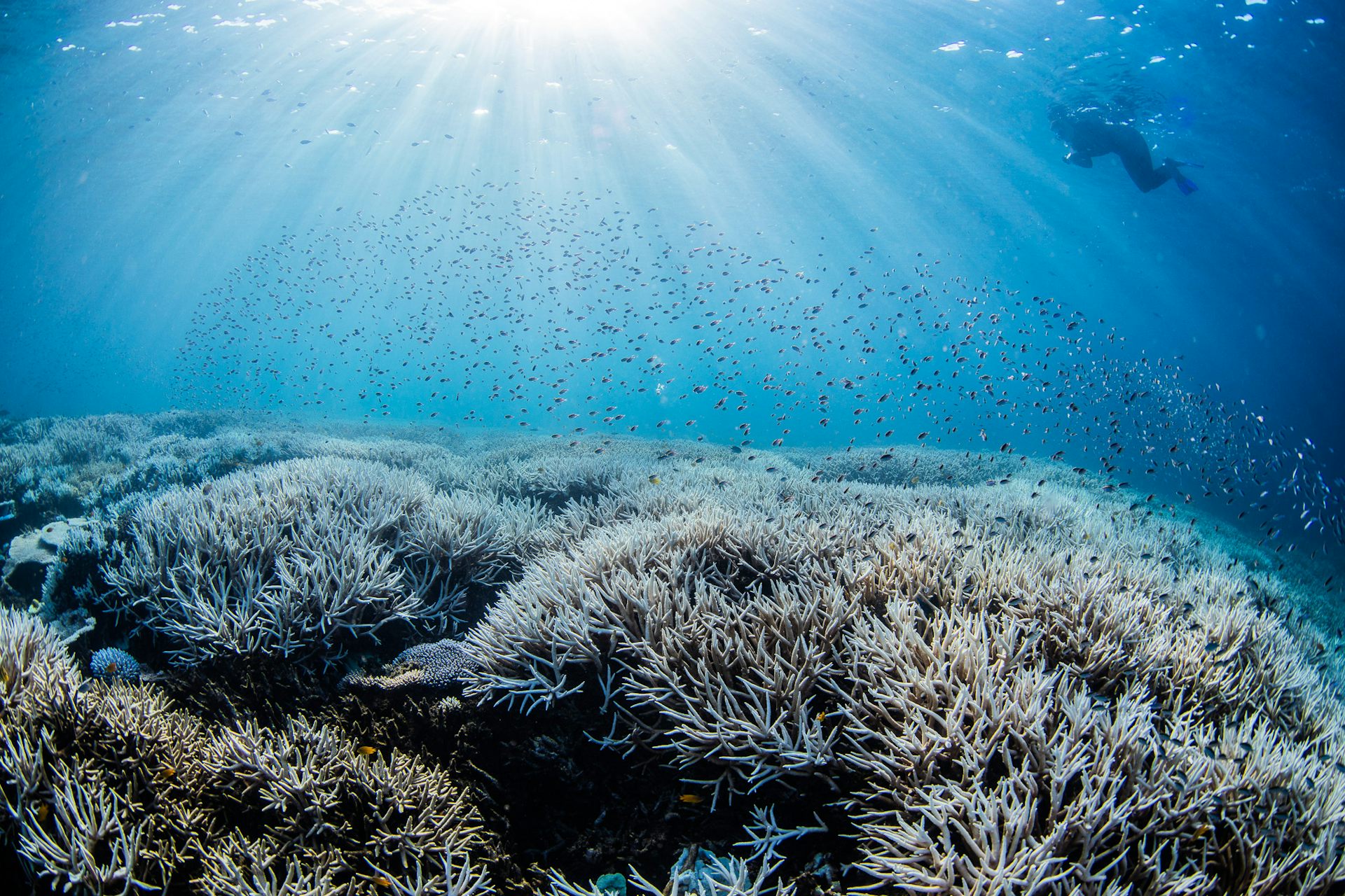 diver floats above coral reef