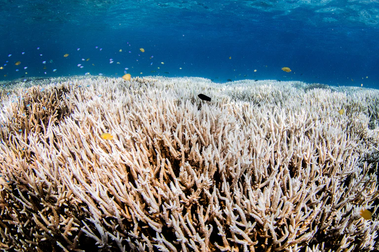 bleached coral reef