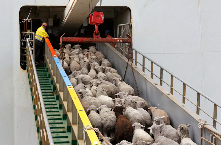 Sheep being loaded onboard the Al Messilah livestock vessel at the Fremantle wharf on Friday, February 22, 2019.