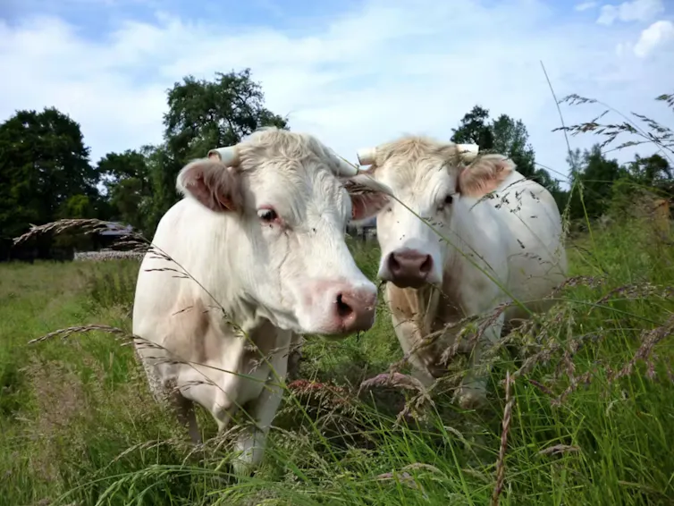 deux vaches dans un champ