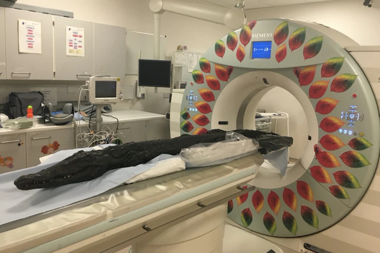 Black mummified crocodile being put through a medical scanner