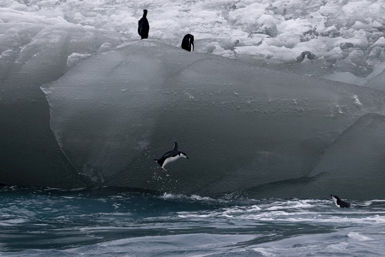 penguins jump off iceberg