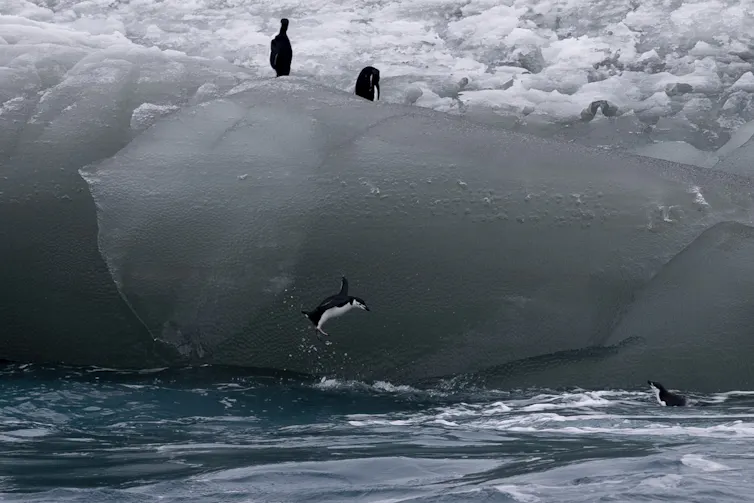penguins jump off iceberg