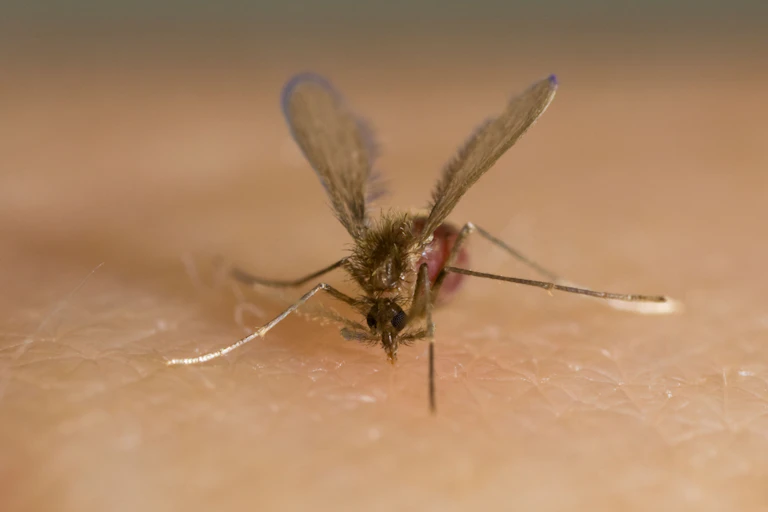 A sandfly on human skin