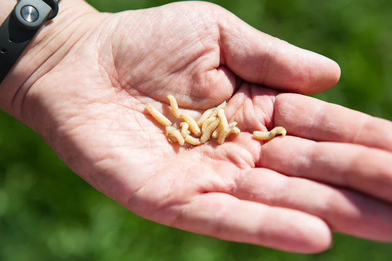 Maggots lying in a person's hand.