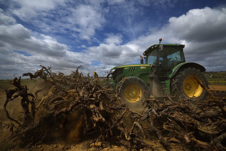 A tractor rolling over dried vines on a parched farm.