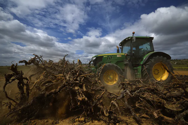 Un tracteur roulant sur des vignes séchées dans une ferme