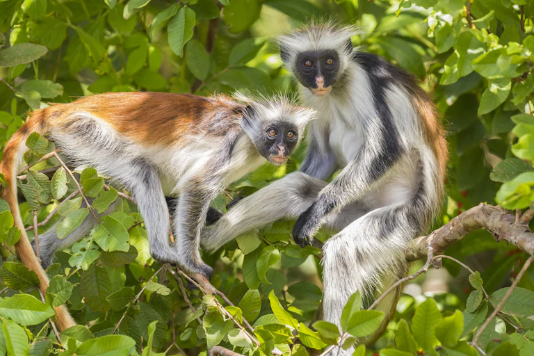 Two red and white monkeys sitting in a tree