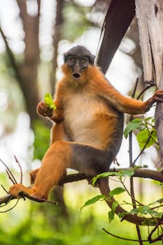 A large orange and cream monkey with a grey-black head sitting in a tree eating