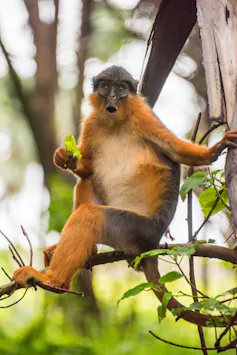 A large orange and cream monkey with a grey-black head sitting in a tree eating