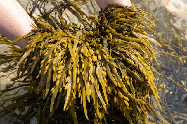 bladderwrack benefits () bladderwrack benefits