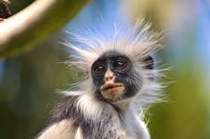 A monkey with white spiky hair