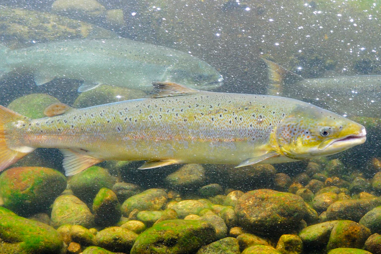 adult salmon fish swimming in shallow water, rocks on riverbed