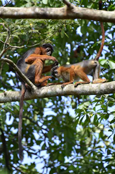 Two bright orange and black monkeys in a tree, one grooming the other