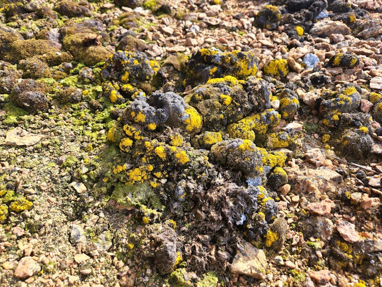 mossy rocks antarctica