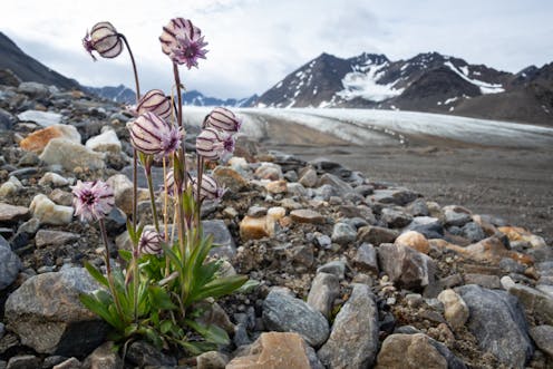 we tracked the rapid rise of new ecosystems as glaciers retreat and ice sheets melt