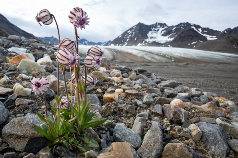 flowers on svalbard
