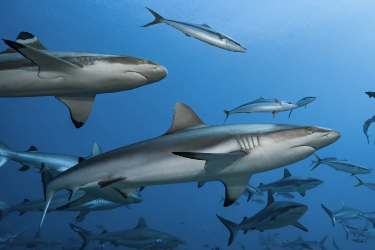About fifteen sharks swimming in open water