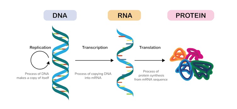 Diagram showing DNA being copied into RNA, then proteins produced from RNA instructions.