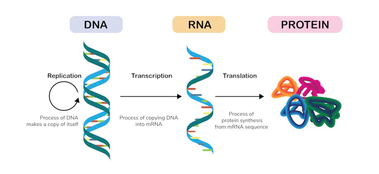Diagram showing DNA being copied into RNA, then proteins produced from RNA instructions.