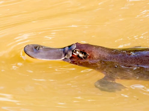 What’s the secret of genetic equality between the sexes? New platypus chromosome research may hold the key
