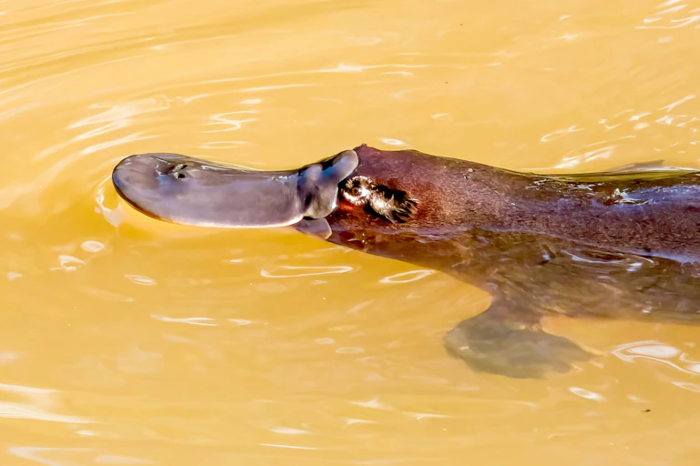 Photo of a platypus poking its head above water.