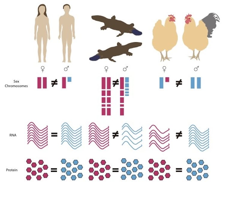 Diagram showing male and female humans, platypus and chicken, along with the amounts of different chromosomes, RNA and proteins they have in their bodies.