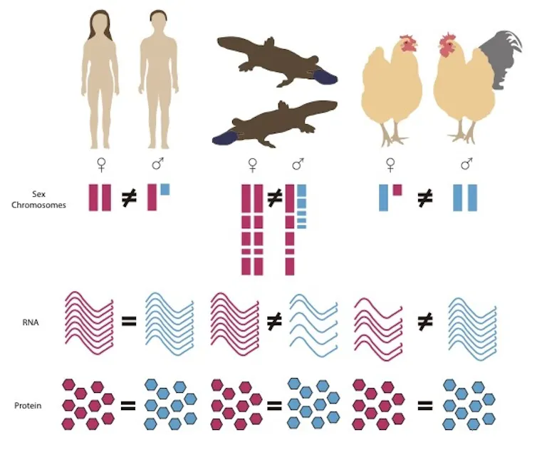 Diagram showing male and female humans, platypus and chicken, along with the amounts of different chromosomes, RNA and proteins they have in their bodies.