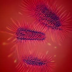 Microscopic image of bacteria on a red background.