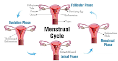 A diagram showing changes in the uterus over the four stages of the menstrual cycle.
