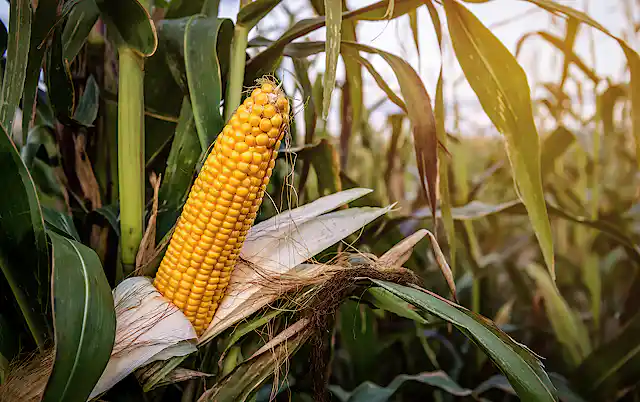 Instant R&b Maize Climate change is a challenge for small-scale farmers – how a mix of ...