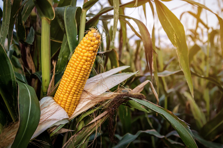 A very healthy yellow maize cob growing on a plant in a field of maize