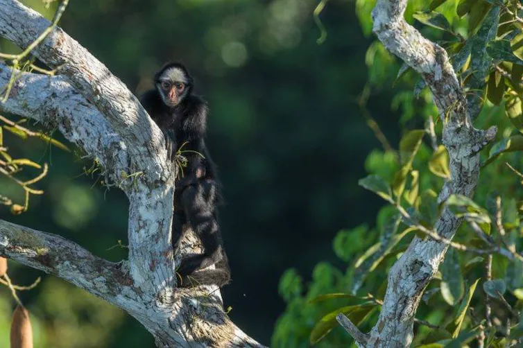 Fotografia do macaco-da-cara-branca no Parque Estadual Cristalino II.